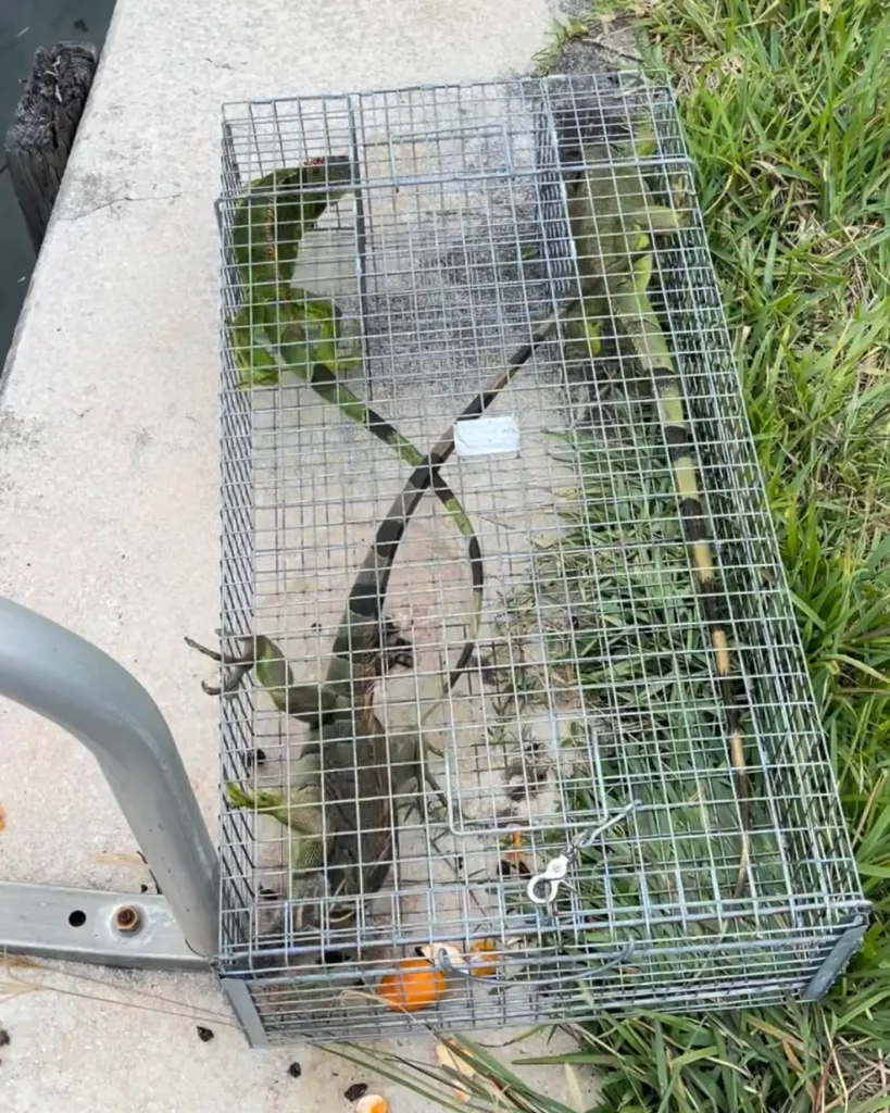 Iguana trapping