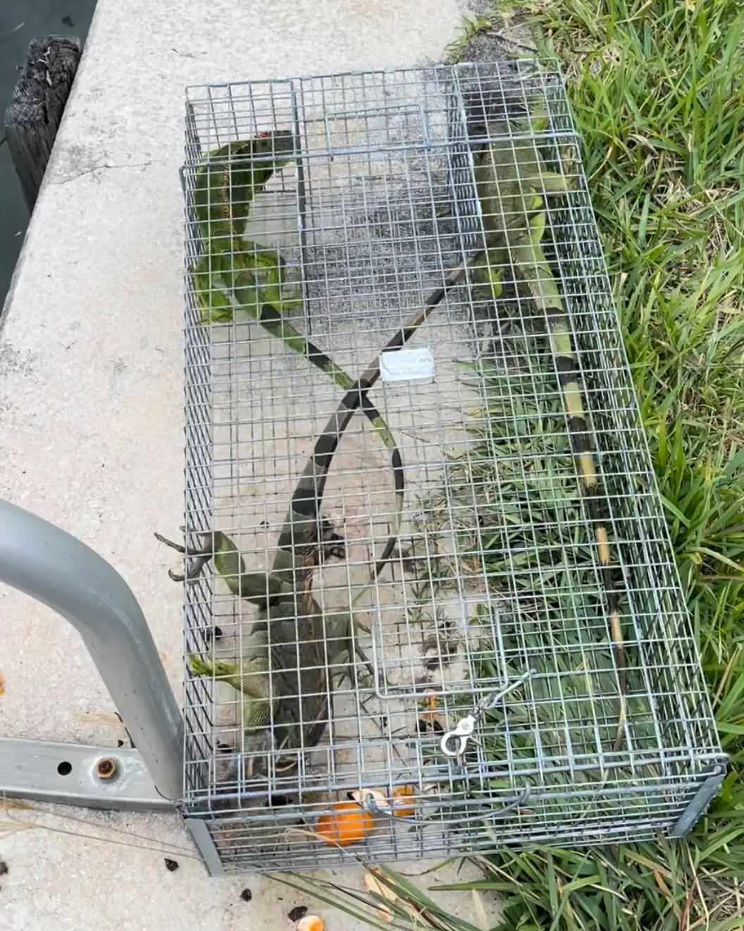Iguana trapping