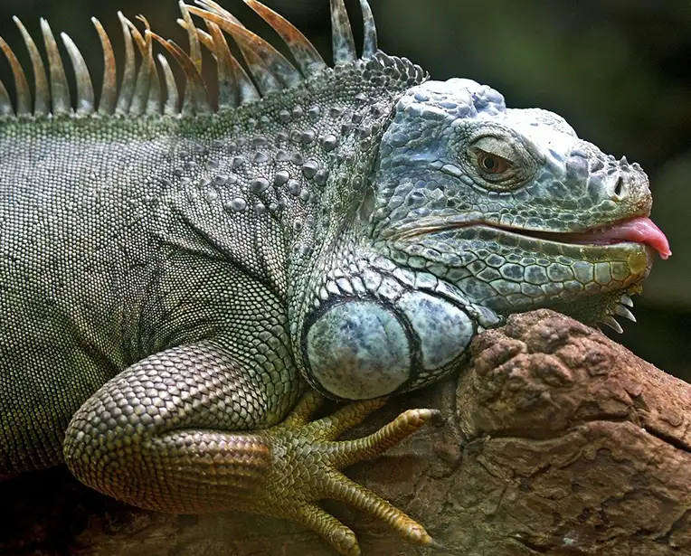 florida iguana problem