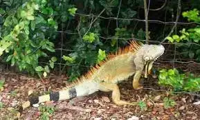 repel iguanas
