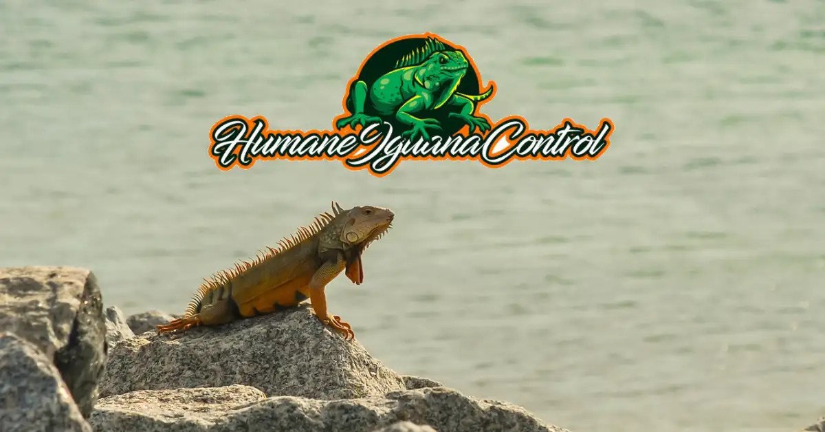 iguana control