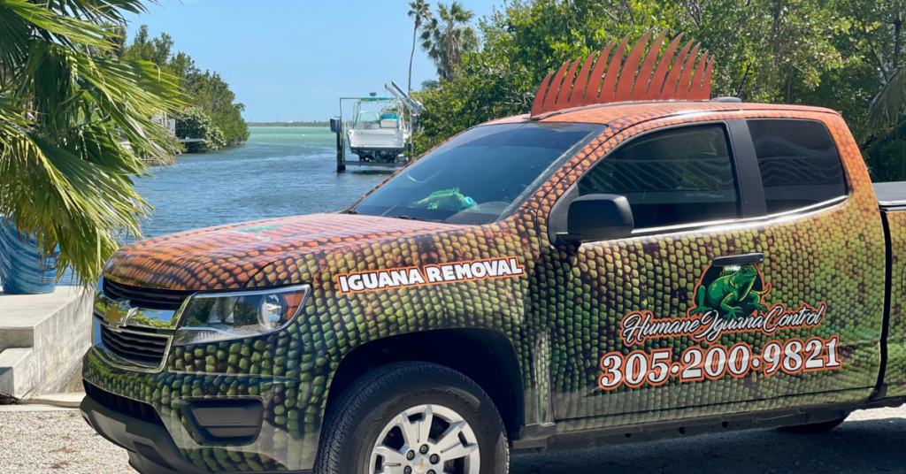 emergency iguana removal