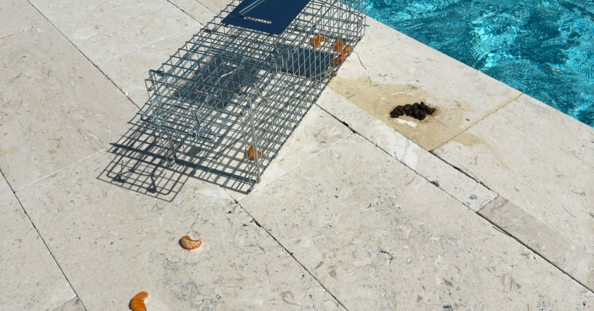 iguana poop