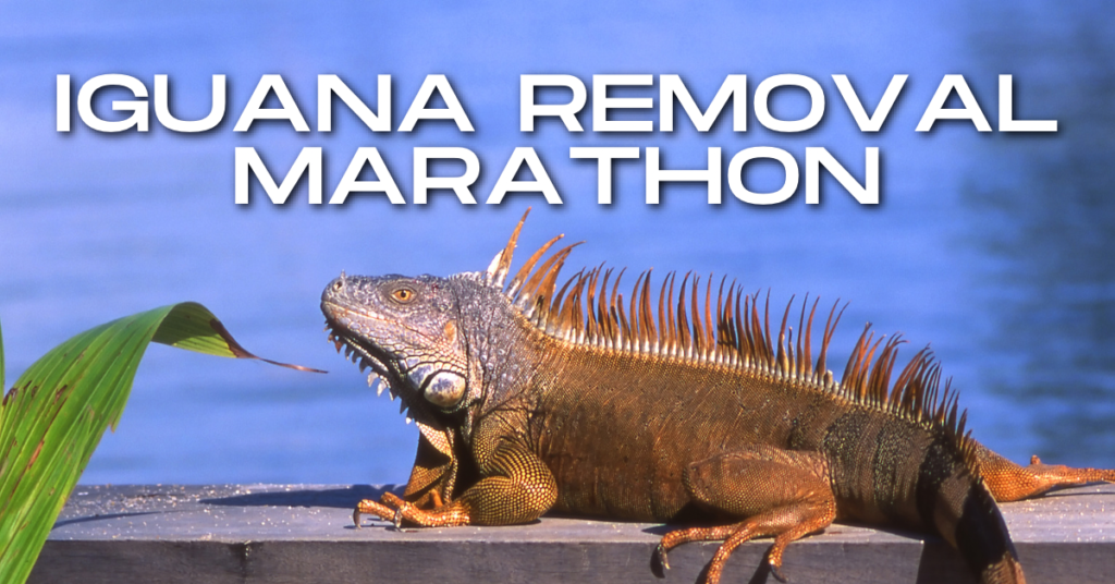 marathon iguana control