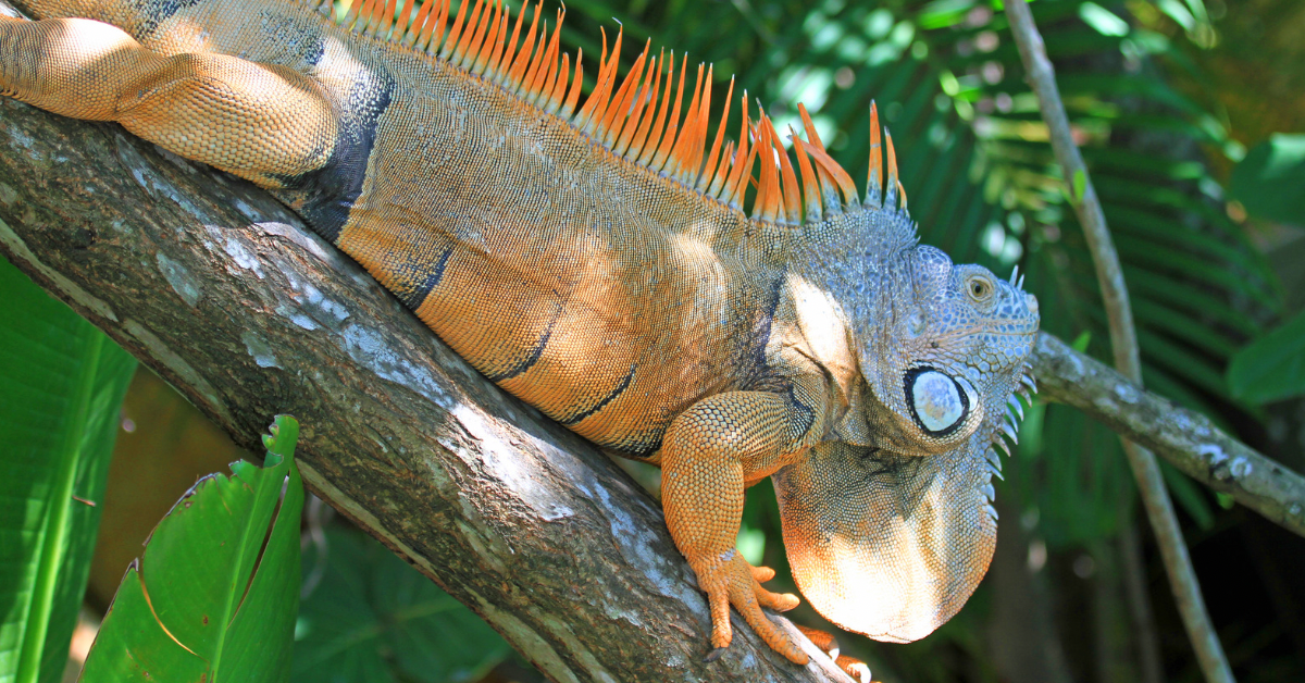 iguana removal for resorts and hotels