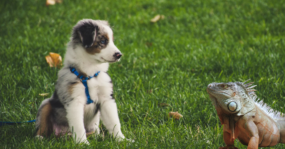 Ninuana Problem Protecting Your Pets from Iguanas: Essential Tips