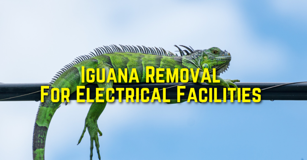 iguana removal for electrical facilities