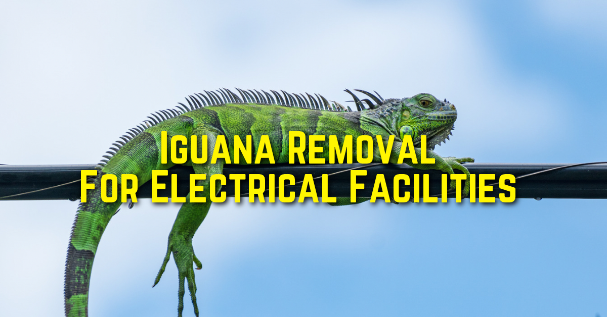 iguana removal for electrical facilities