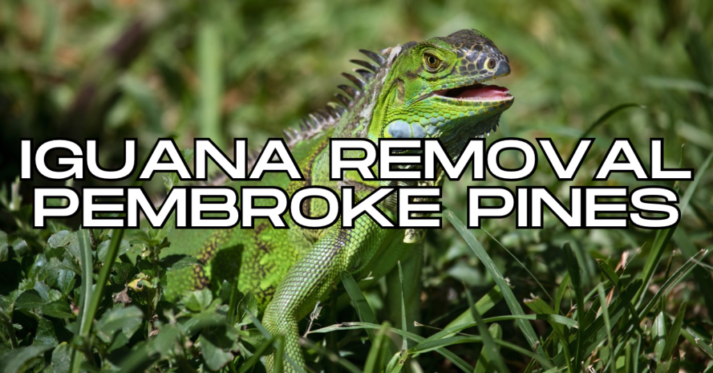 Iguana Removal Pembroke Pines
