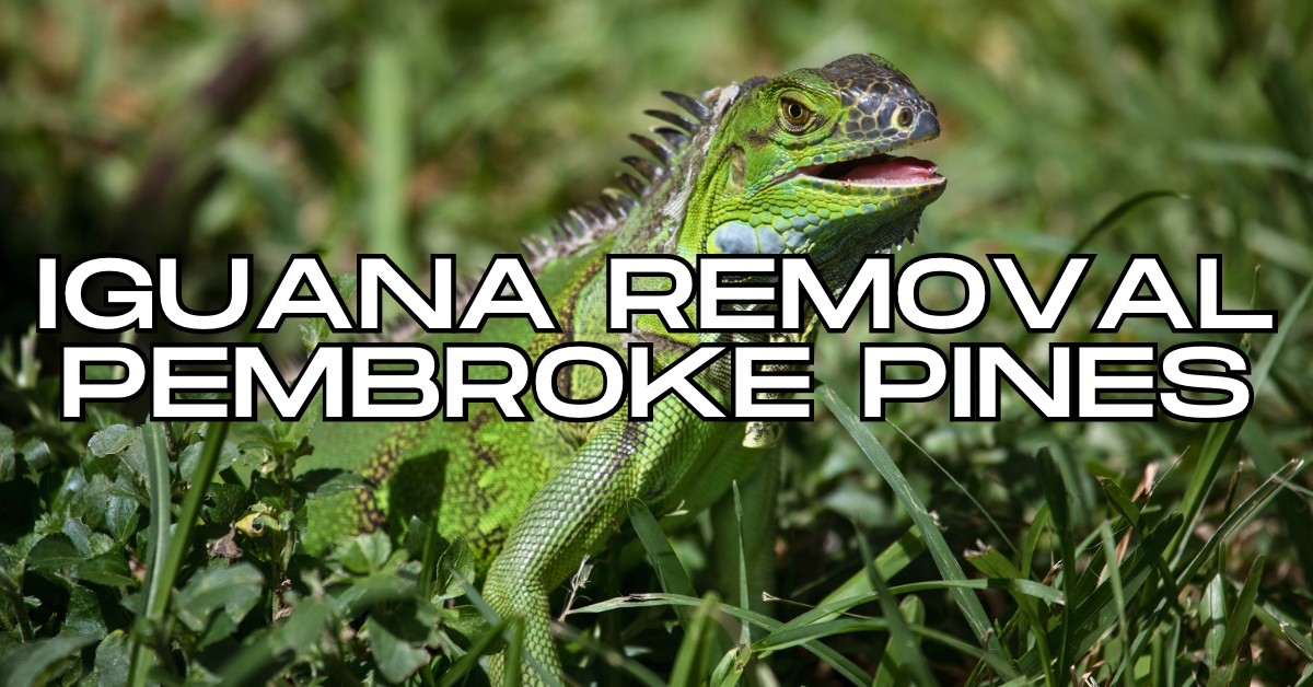 Iguana Removal Pembroke Pines