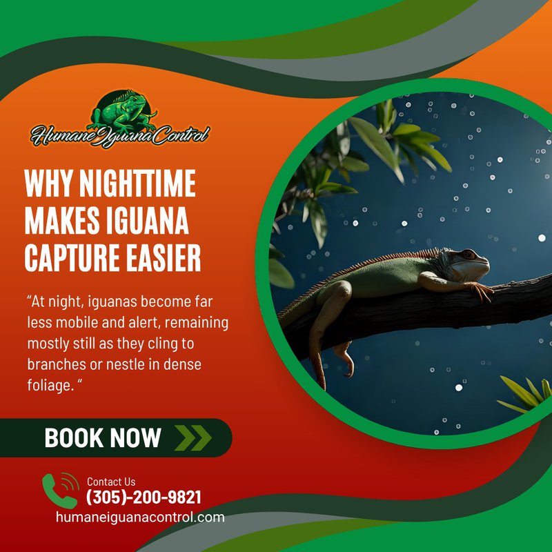 removing iguanas at night