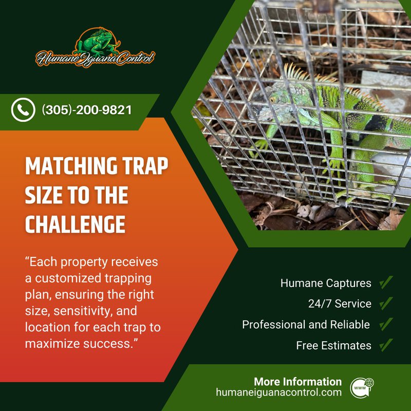 Trapping Iguanas In South Florida