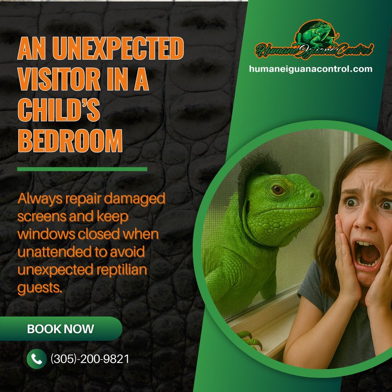 iguana encounters