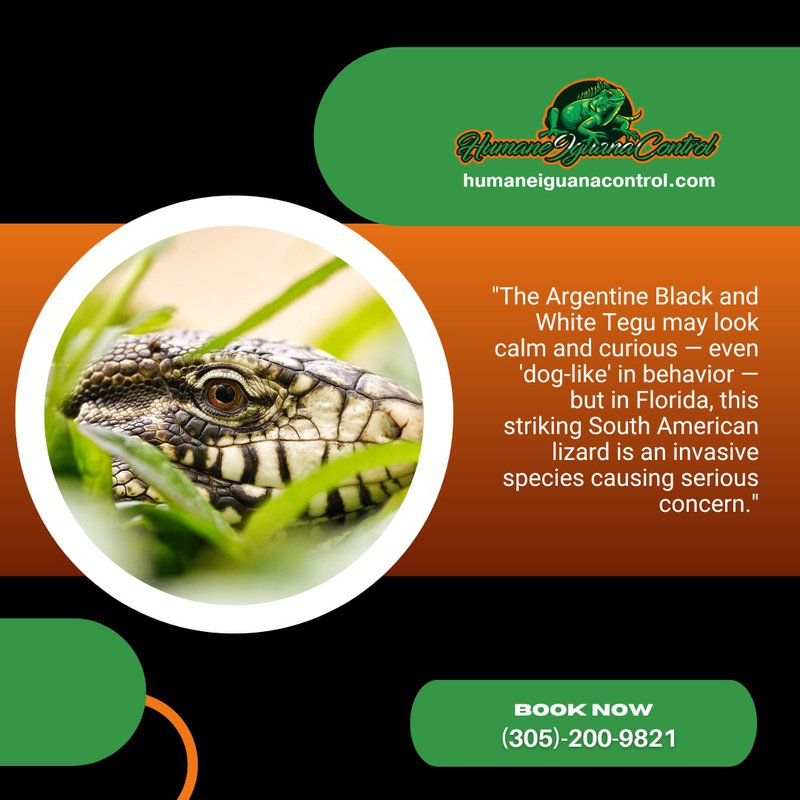 invasive tegu lizard