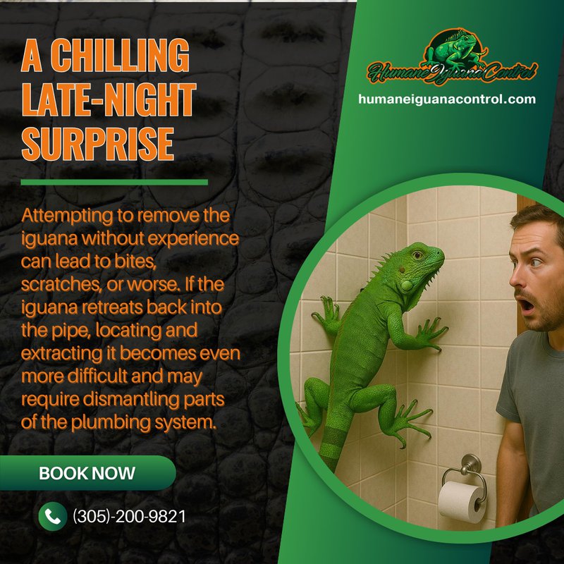 iguana encounters