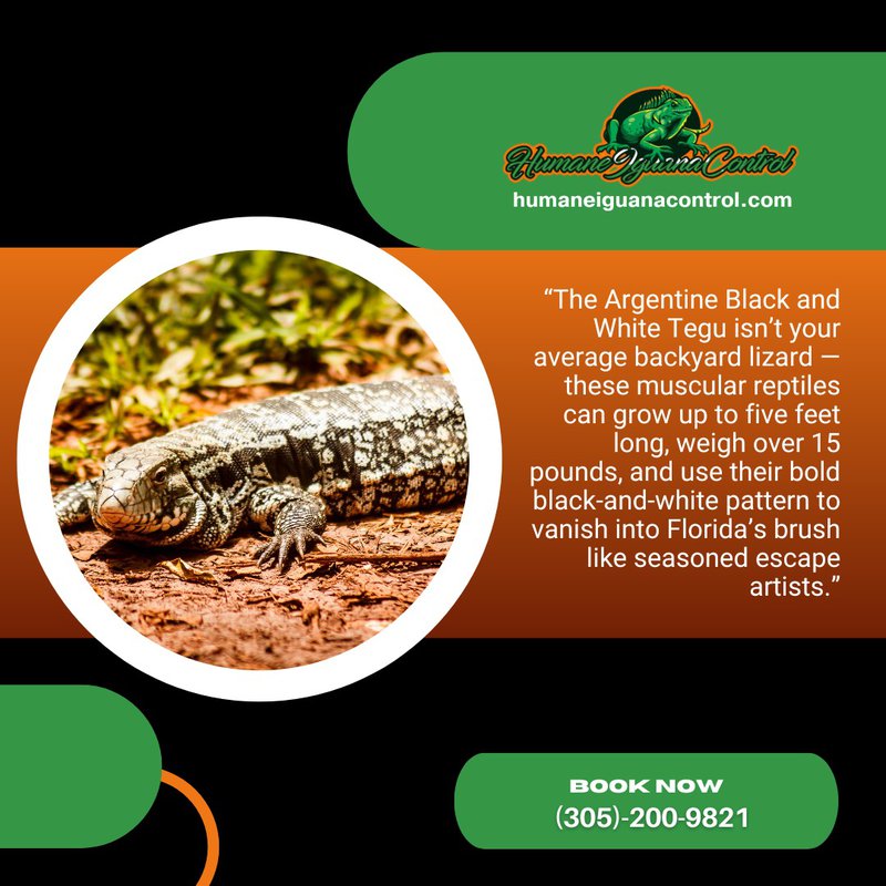 tegu lizard