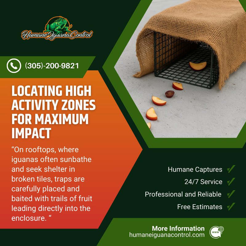 Trapping Iguanas In South Florida