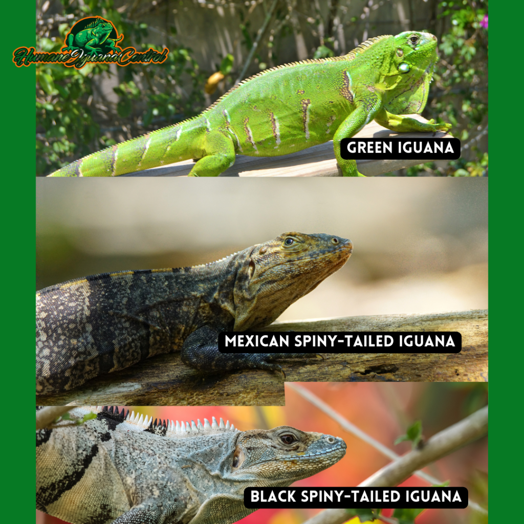 invasive iguanas