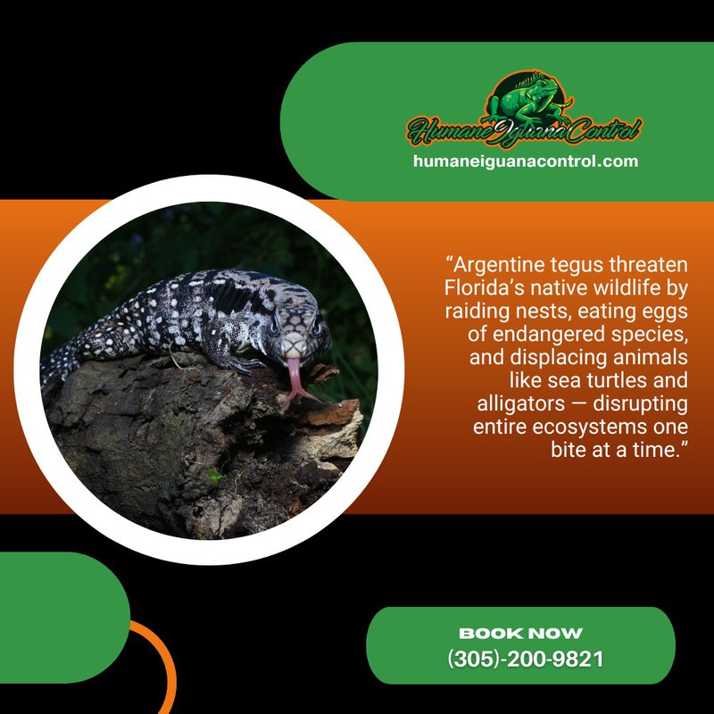 invasive tegus