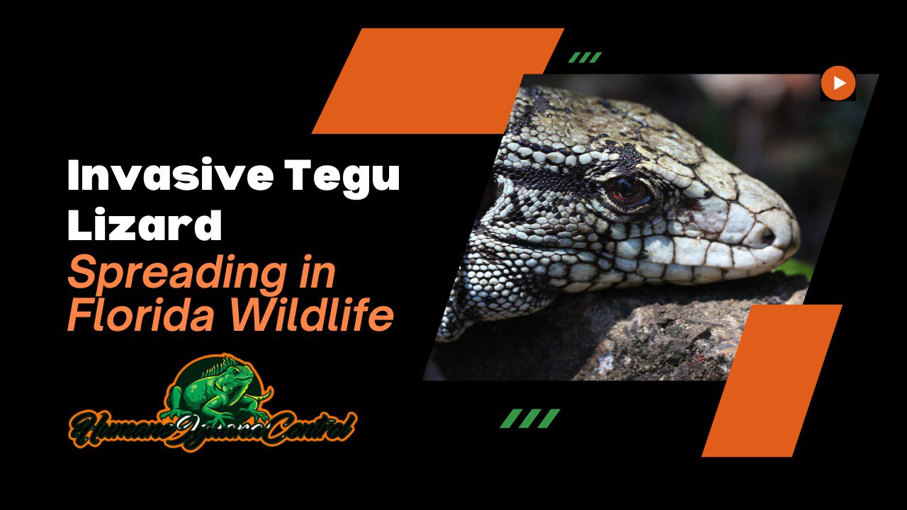 Invasive Tegu Lizard Spreading in Florida Wildlife cover