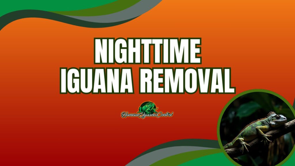 Removing Iguanas at night: A Game-Changing Strategy for South Florida Infestations cover