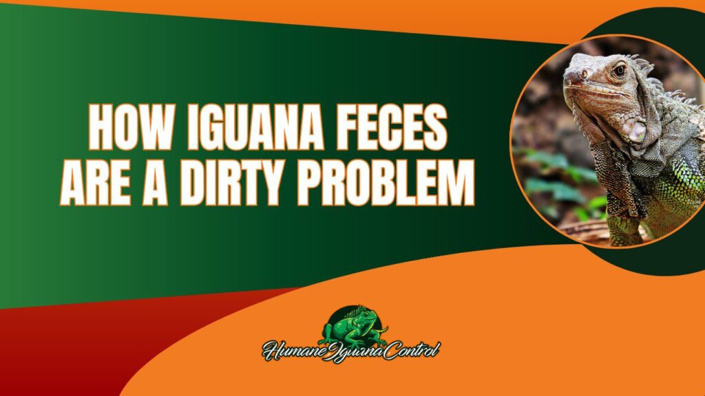 The Dirty Truth: How Iguana Feces Create a Growing Problem in South Florida cover