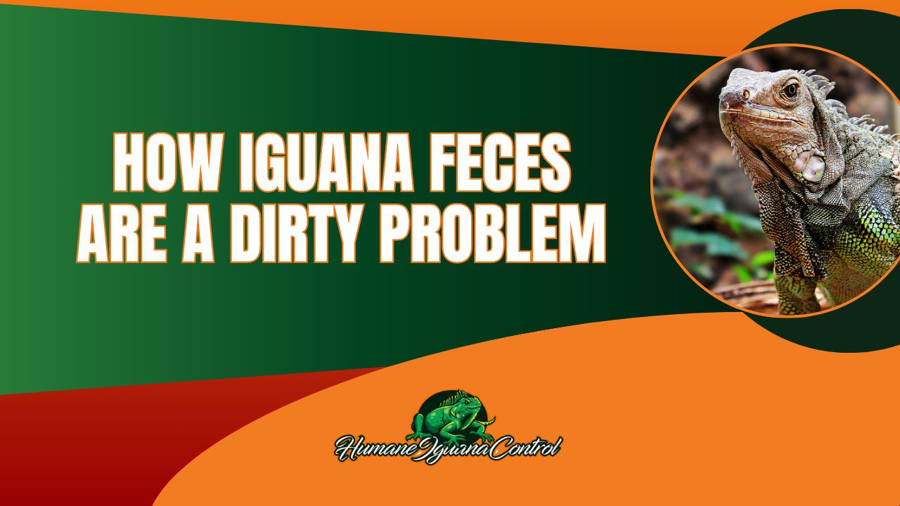 The Dirty Truth: How Iguana Feces Create a Growing Problem in South Florida cover