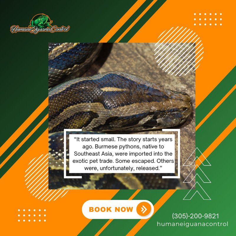 python removal