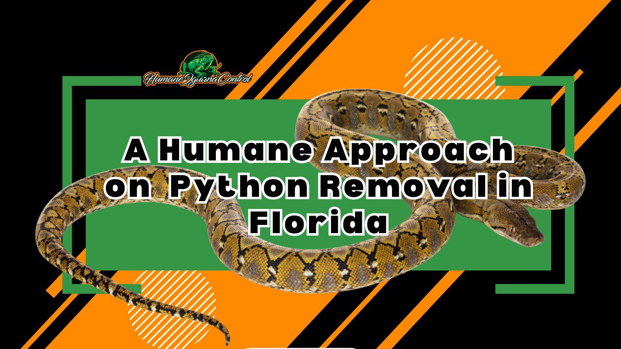 Python Removal in Florida: A Humane Approach cover