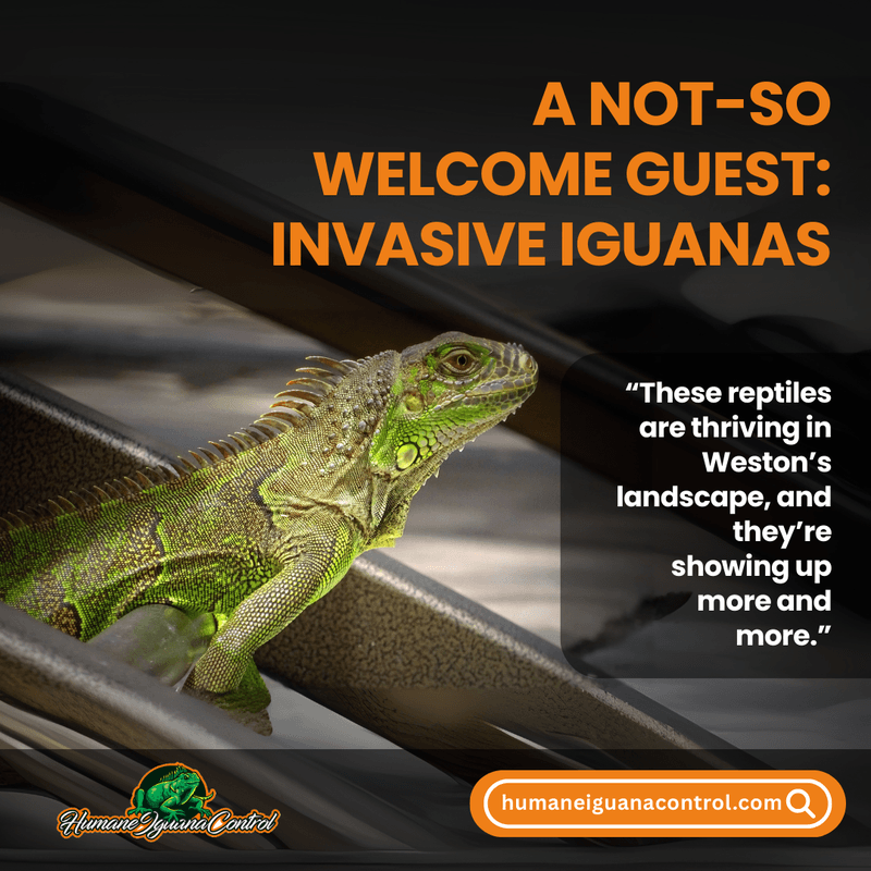 iguana removal weston