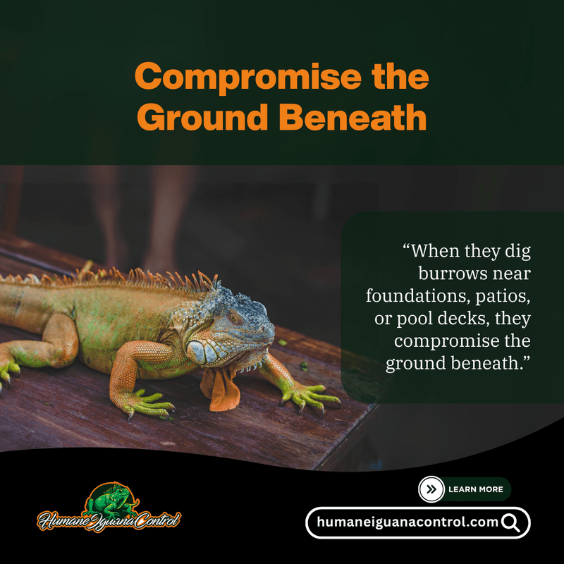 iguana removal davie
