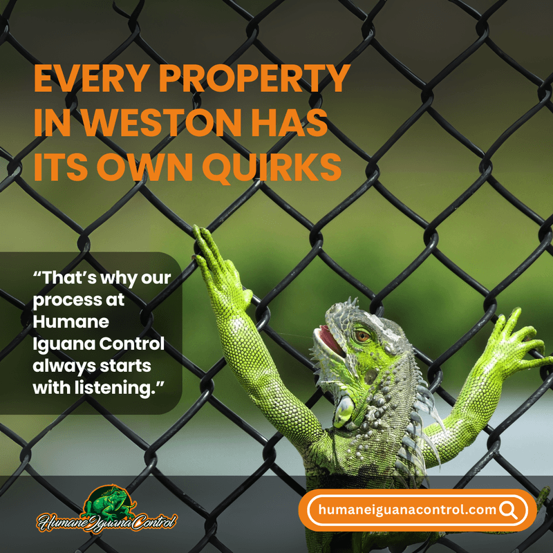 iguana removal