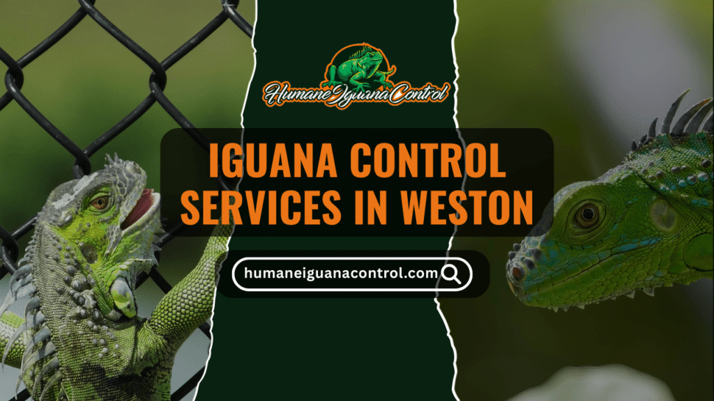 Iguana Removal in Weston, Florida cover