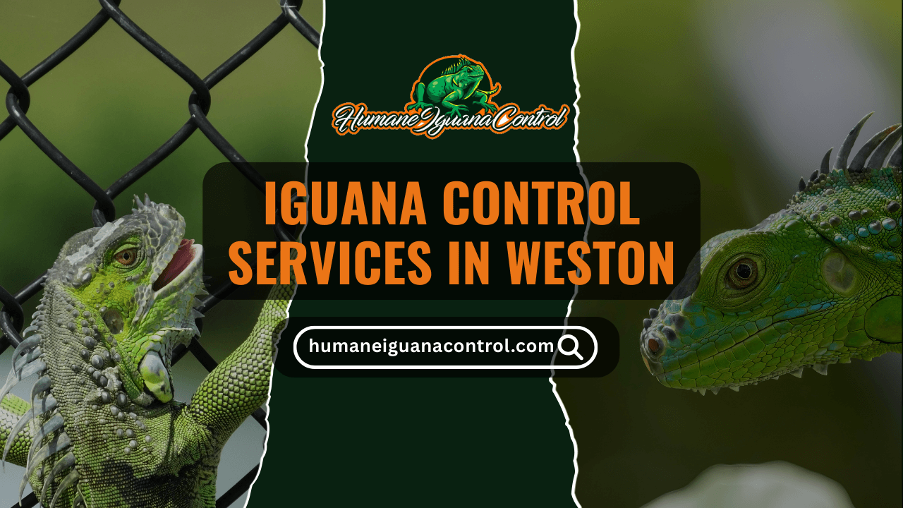 Iguana Removal in Weston, Florida cover