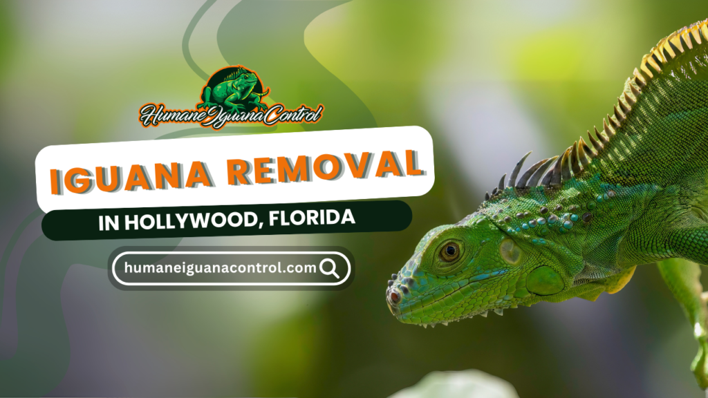 Iguana Removal in Hollywood, Florida cover