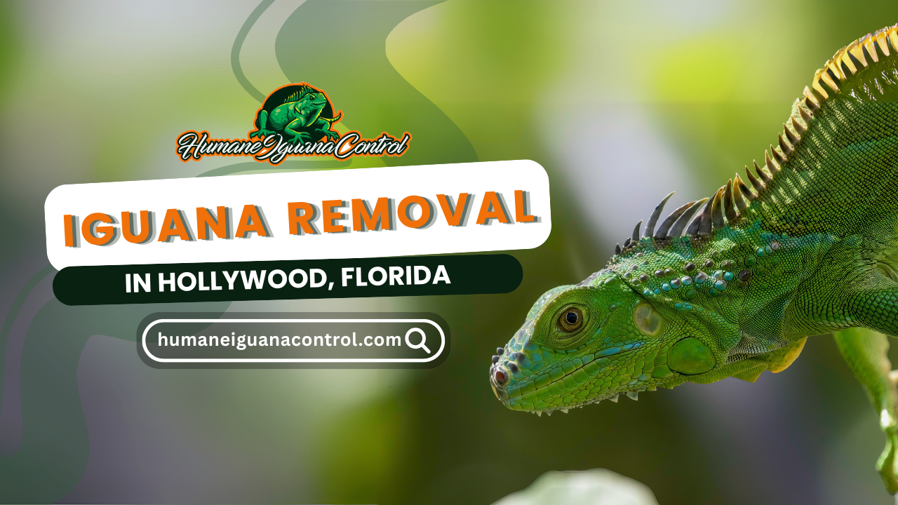 Iguana Removal in Hollywood, Florida cover