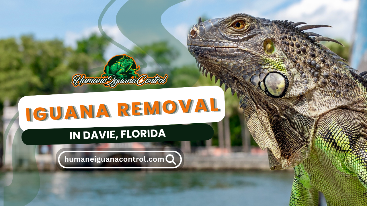 Iguana Removal in Davie, Fl cover
