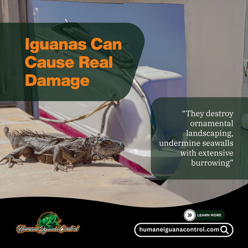 iguana removal