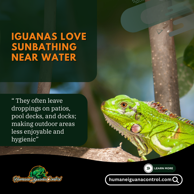 iguana removal