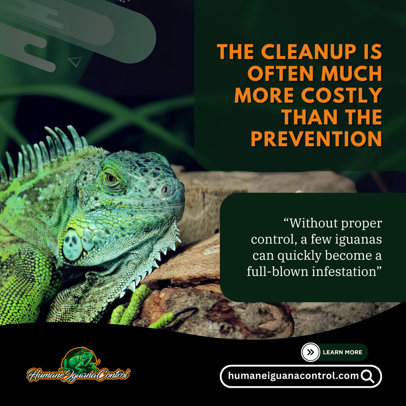 iguana removal in hollywood florida