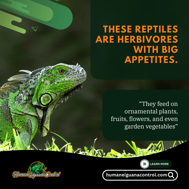 iguana removal in hollywood