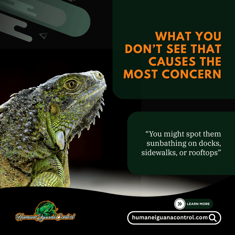 iguana removal in hollywood