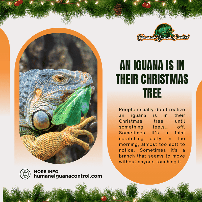christmas iguana invasion
