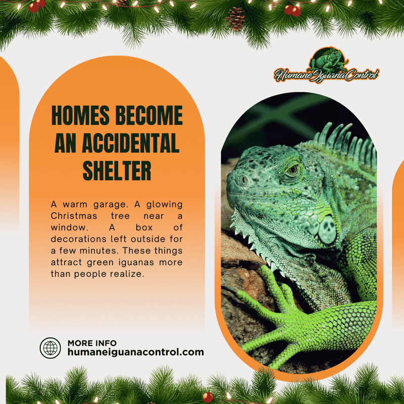 christmas iguanas
