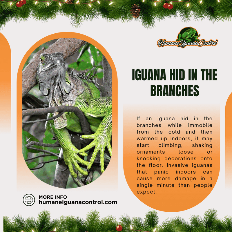iguana invasion