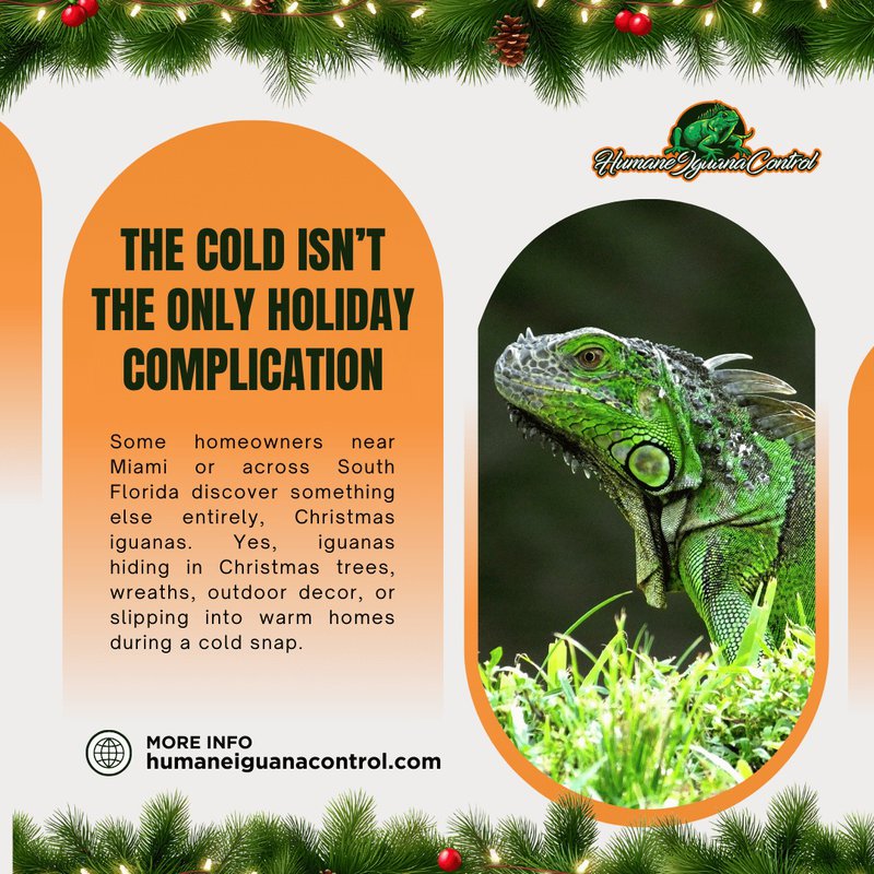 christmas iguana invasion