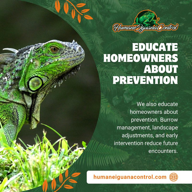 removing dead iguanas