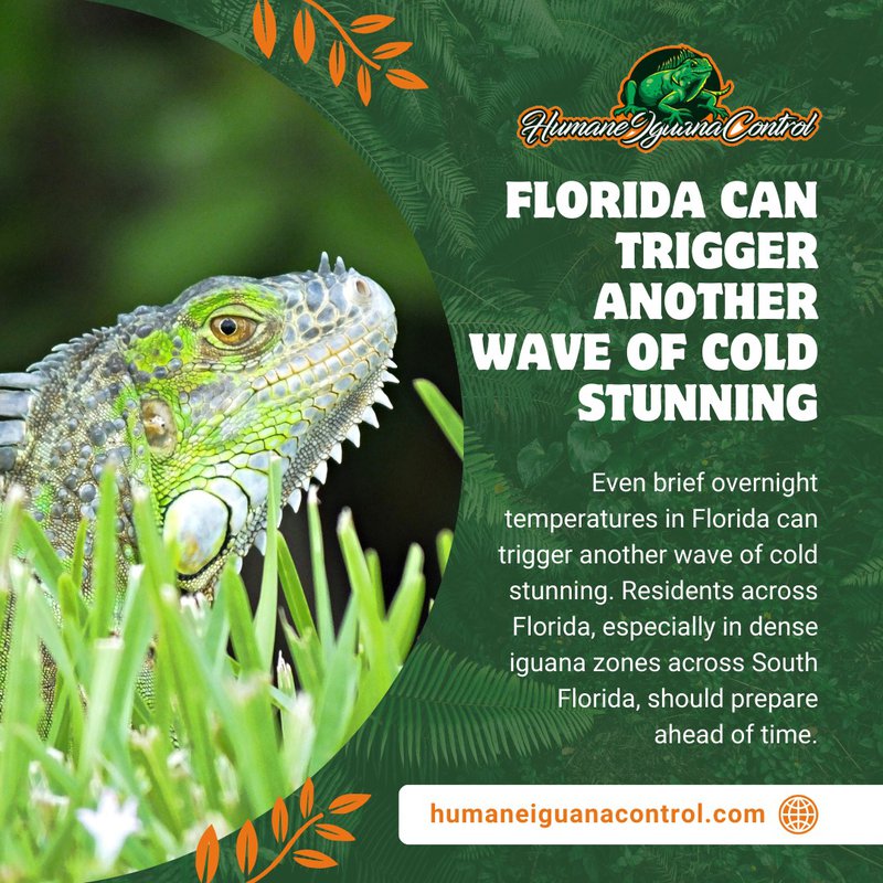 dead iguanas