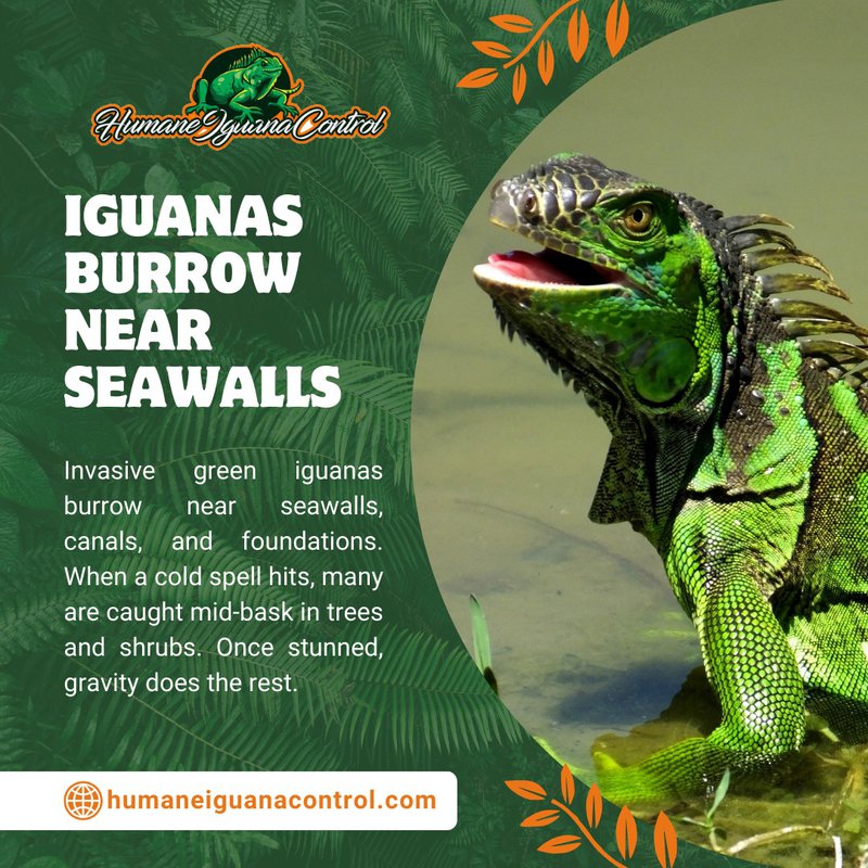 dead iguana removal