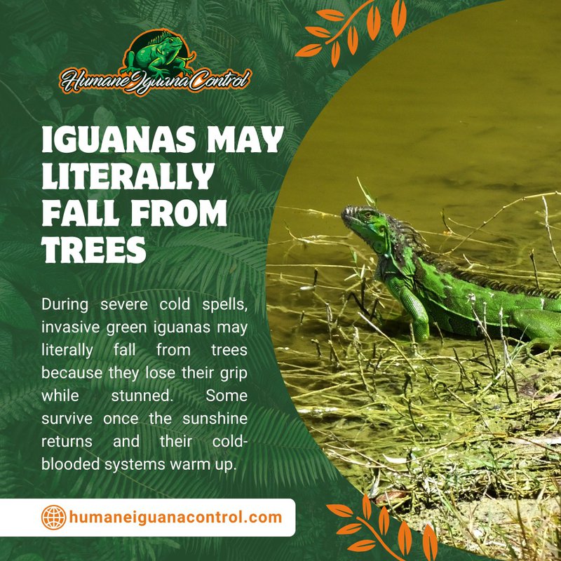 removing dead iguanas